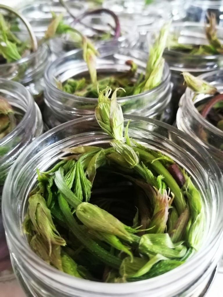 DOMOV domači izdelki Poganjki divjega hmelja